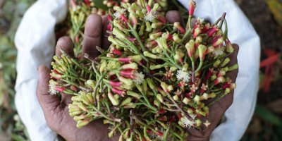 Hrsti plné čerstvých poupat, ze kterých se suší hřebíček