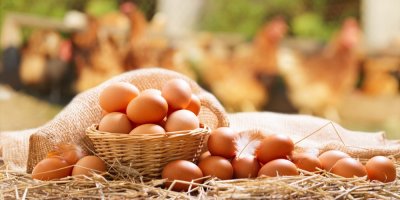 Vejce v košíku a za nimi slepice