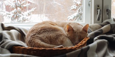 Spící kočka v pelíšku před zasněženým oknem