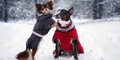 Dvojice psů v oblečcích