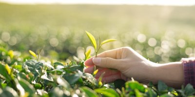 Trhání lístků zeleného čaje