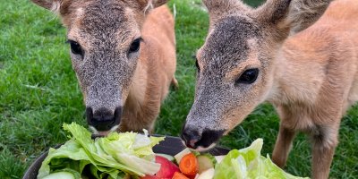 Zvířata konzumující zeleninu.