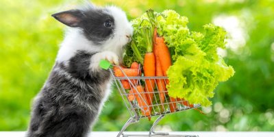 Králíček tlačí vozík se zeleninou