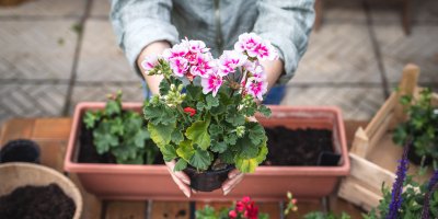 Žena přesazuje muškáty