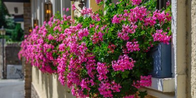 Růžové muškáty v květináčích na venkovních okenních parapetech