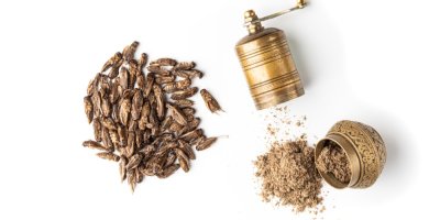 Mouka ze cvrčků, cvrčci a mlýnek