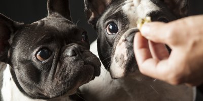 Muž drží pamlsek před dvěma psy