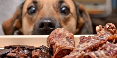 Pes kouká na kusy sušeného masa