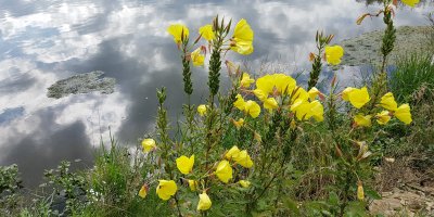 Kvetoucí pupalka na břehu rybníka