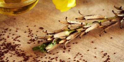 Uschlá pupalka a semena z pupalky