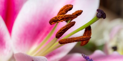 Detailní záběr na pestíky lilie obalené pylem