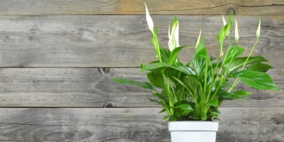 Lopatkovec v květináči