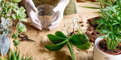 Žena přesazuje orchideje