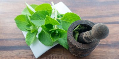 Rýmovník na talíři a malý hmoždíř