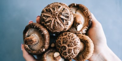 Houby shiitake