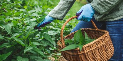 Žena sbírá kopřivy