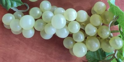 Umělé hroznové víno