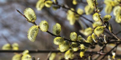 Rozkvetlé kočičky