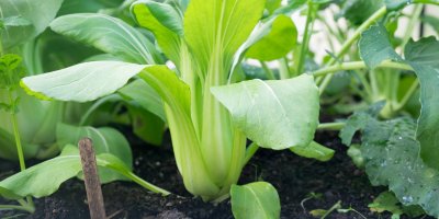 Úroda pak choi