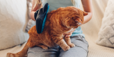 Žena češe rukavicí kočku na klíně