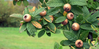 Strom mišpule obecná s plody