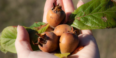 Ovoce z mišpule obecné na dlani