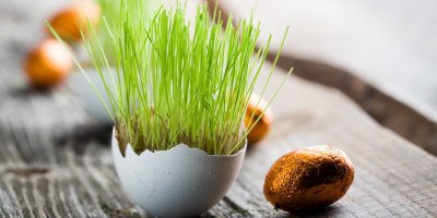 Velikonoční osení v květináči ve tvaru vejce