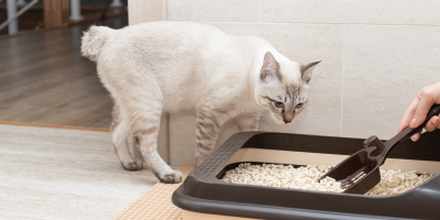 Kočka sleduje čištění kočičího záchodu