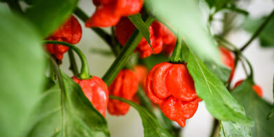 Záběr na rostoucí chilli papričky