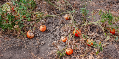 Zničená úroda rajčat