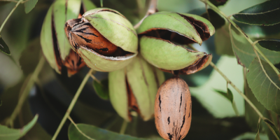 Pekanové ořechy na stromě