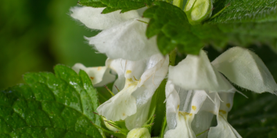 Detail květů hluchavky bílé