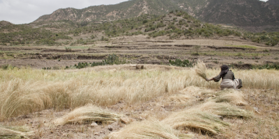 Pole tefu a žena, která sklízí obilné klasy