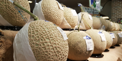 Japonské žluté melouny Yubari