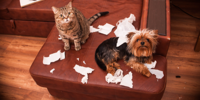 Pes a kočka u roztrhaných ubrousků na gauči