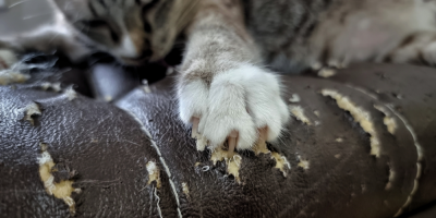 Kočka si brousí drápky o kožený gauč