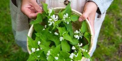 Ruce držící košík s natrhanou hluchavkou bílou