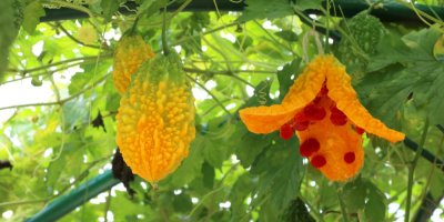 Zralá momordika na zahradě