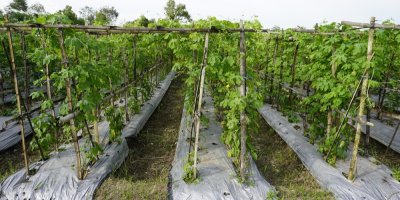 Pěstování momordiky v řadách