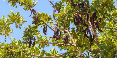 Karobové lusky na stromě