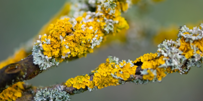 Různé lišejníky na větvi stromu