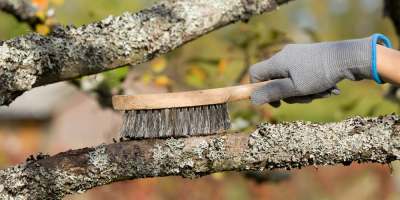 Člověk odstraňuje ze stromu lišejník pomocí kartáče