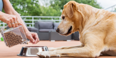 Žena sype labradorovi granule