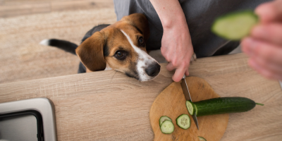 Bígl se dívá na člověka, který krájí okurek