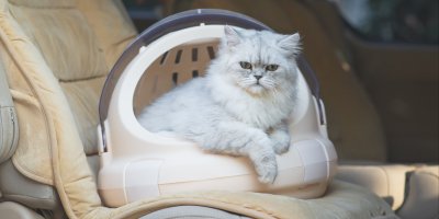 Perská kočka v přepravce na sedadle v autě