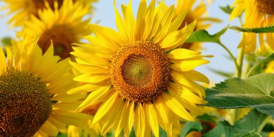 Detail slunečnice se semínky