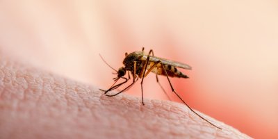 Komár sající krev na pokožce