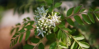 Kvetoucí strom kari