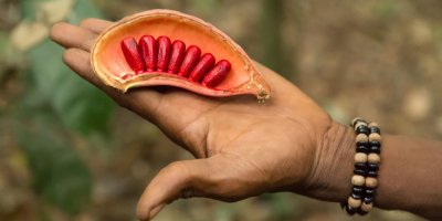 Otevřený lusk kolovníku