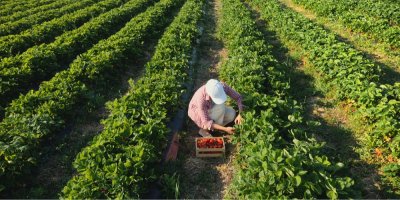 Pohled shora na farmářku, která sklízí zralé jahody na poli 